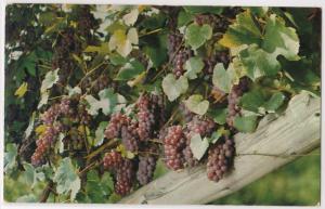 Delaware Grapes, Taylor Wine Co. Hammondsport NY