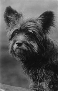 Scottie Dog Real Photo Valentine Publisher Postcard