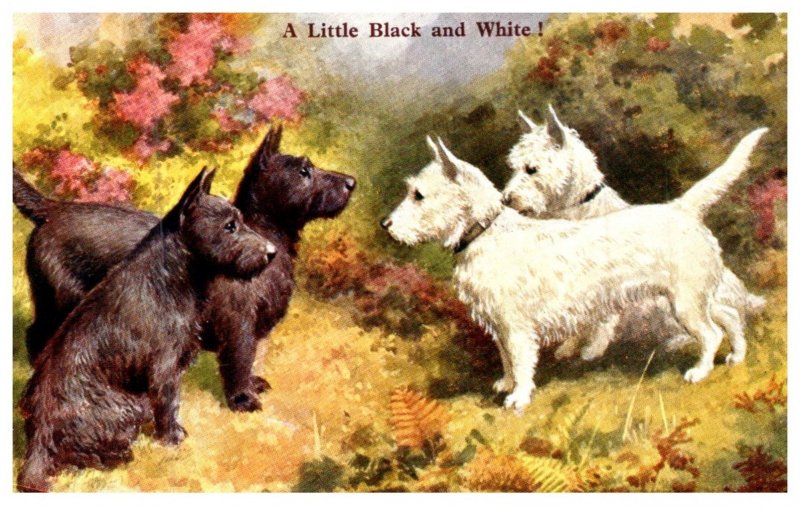 Dog , Scotties