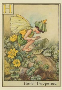 Herb Twopence Fairy of Childrens Flower Fairies Book Stunning Postcard