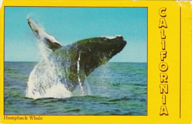 Humpback Whale In California 1997