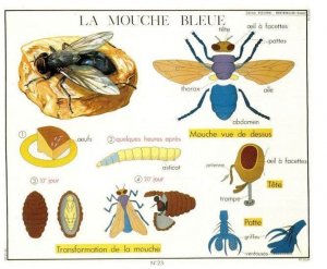 Blue Fly La Mouche Bleue French Flies Old School Wall Chart Postcard