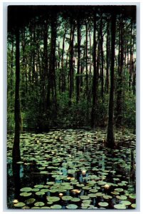 c1950's Okefenokee Swamp Water Lilies Waycross Georgia GA Vintage Postcard