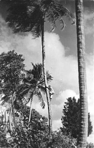 Martinique Fort de France Cocoa Tree Climber Real Photo Postcard