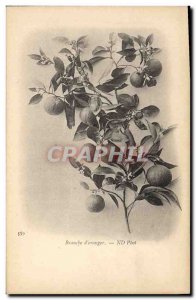 Old Postcard Fantasy Flowers Branch of & # 39oranger
