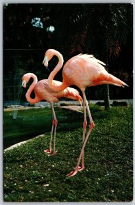 Vtg Miami Florida FL Colorful Flamingos at Parrot Jungle Postcard