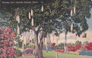 Florida Trees The Sausage Tree 1946