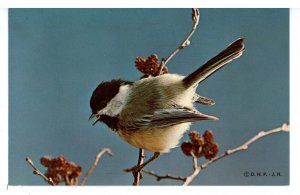 Birds - Black-Capped Chickadee 