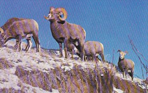Canada Rocky Mountain Bighorn Sheep Canadian Rockies