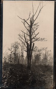 War Damaged Tree   PC