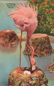 Vintage Postcard Pink Flamingo Nesting Scene at Haileah Park Florida FL