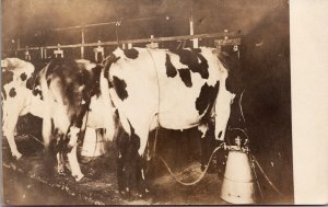 Real Photo Postcard Machine Milking Cow Dairy in Washington