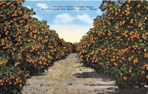 Rio Grande Valley Texas~Heavily Laden Orange Trees in Orchard~1940s Linen Pc