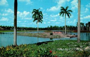 Florida Miami Hialeah Race Course Flamingo Island At South End Of Infield Lak...