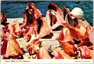 VINTAGE CONTINENTAL SIZED POSTCARD CONCH SHELLS OF THE BAHAMAS SLOGAN CANCEL '76