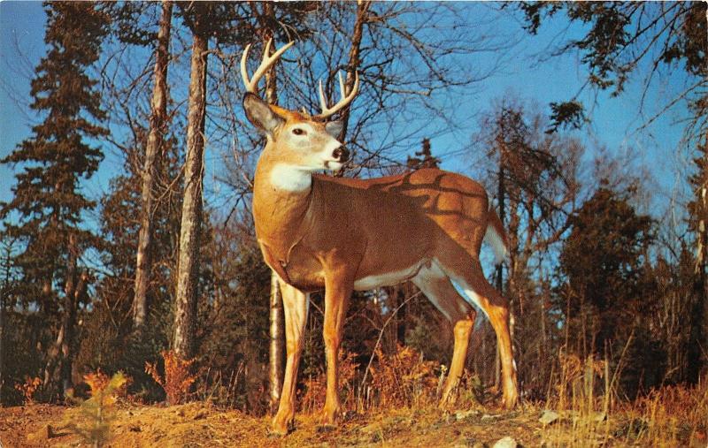 Magnetawan Ontario Canada~Camp Kahquah Corp.~Large White-Tailed Buck~1967 PC