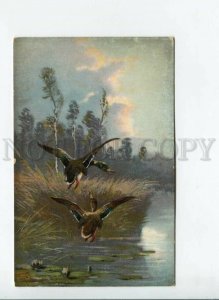 3170921 Water Lily HUNT Duck Bog by MULLER vintage TSN #640 PC