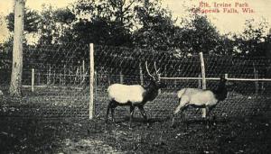 WI - Chippewa Falls, Elk in Irvine Park