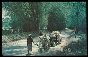 Lacovia Bamboo Grove - St. Elizabeth, Jamaica