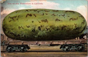 How We Ship Watermellons in California Vintage Postcard PC391