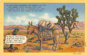Donkey in desert  