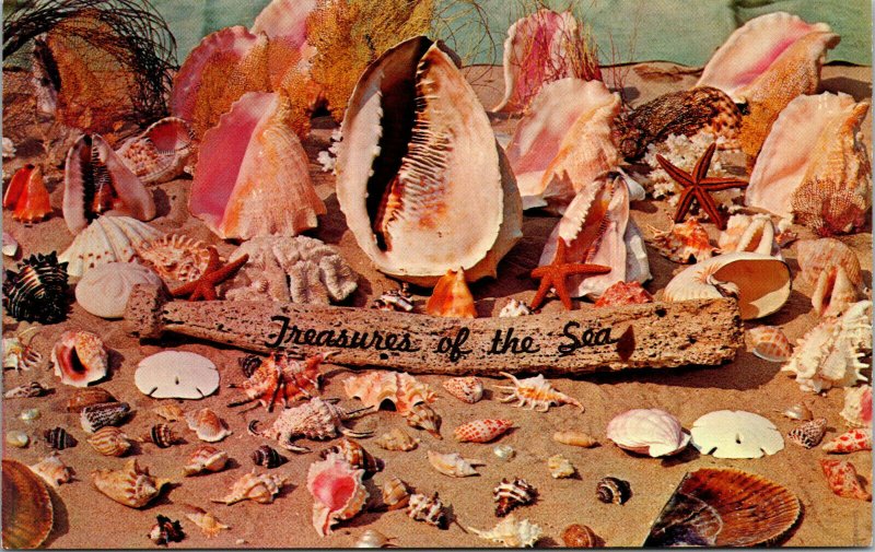 Vtg Shells Coral and other Treasures of the Sea found along Coastline Postcard