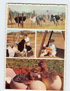 Postcard Riempie Ostrich Show Farm South Africa