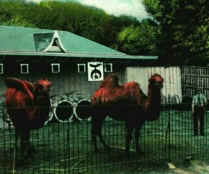 St Joseph Missouri MO Moila's Camels Krug Park 1910s UNP Vtg Postcard