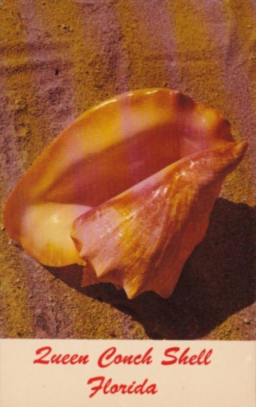 Florida Queen Conch Shell