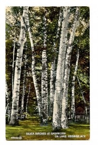 NY - Lake George. Silver Birches at Sagamore