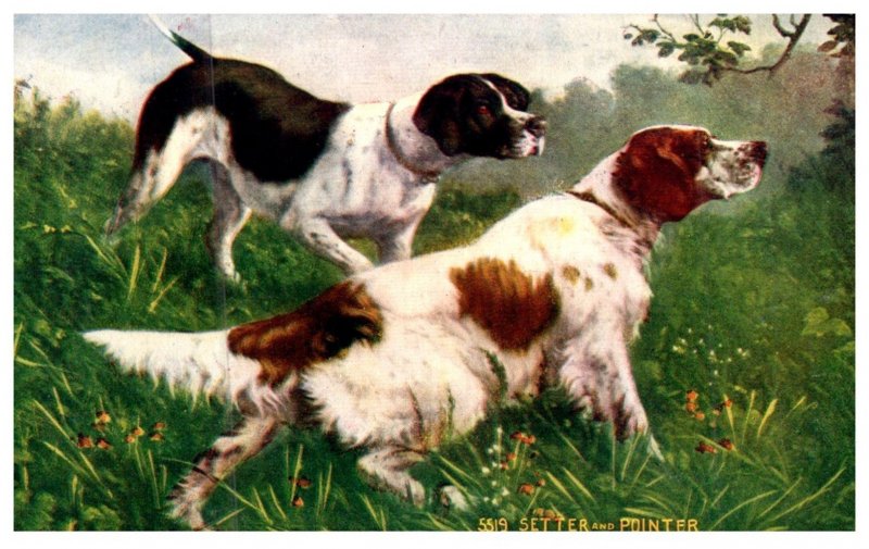 Dog ,  Setter and Pointer