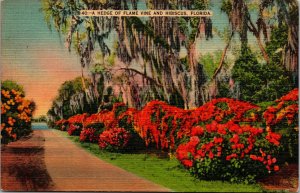 Vtg 1930s Hedge of Flame Vine and Hibiscus Florida FL Linen Postcard