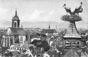 BR71443 colmar nid de cigognes stork  france