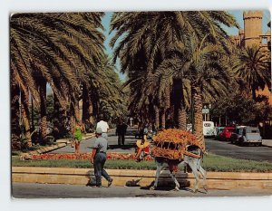 Postcard Paseo de Sagrera, Palma, Spain