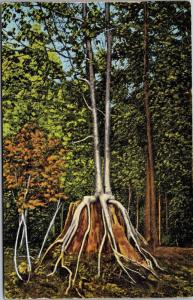 Twin Birches Near Kitchi-Tiki-Pi, Big Spring, Manistique MI Vintage Postcard I18