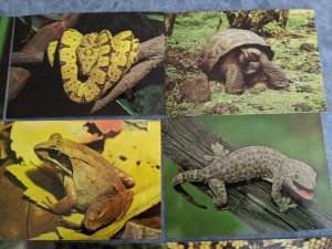 Lot 9 Unused Animals Frogs Turtles Snakes Postcrossing 4x6 MINT postcard L159