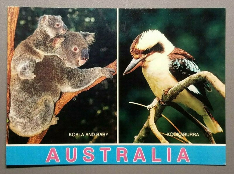 Australia - Koala and Baby & Kookaburra Postcard