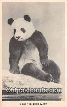 Su-lin, Giant Panda Field Museum of Natural History, Chicago, USA Postcard Po...