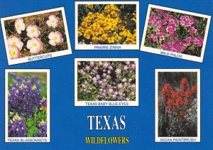 Texas Wildflowers