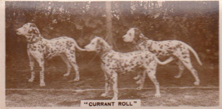 Currant Roll Dalmation Dog Spotty Dogs Old Real Photo Cigarette Card
