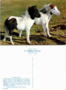 Shetland Poines (33087