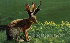 Jackalope Exaggeration Old Vintage Antique Postcard Post Card  Jackalope