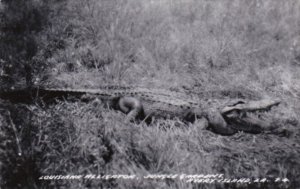 Louisiana Avery Island Louisana Alligator At Jungle Gardens Real Photo