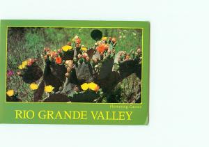  Vintage Postcard Rio Grande Valley Cactus Green Flowers  # 2973