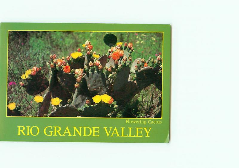  Vintage Postcard Rio Grande Valley Cactus Green Flowers  # 2973