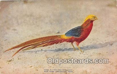 New York Zoological Park, USA Golden Pheasant Postcard Post Card New York Zoo...