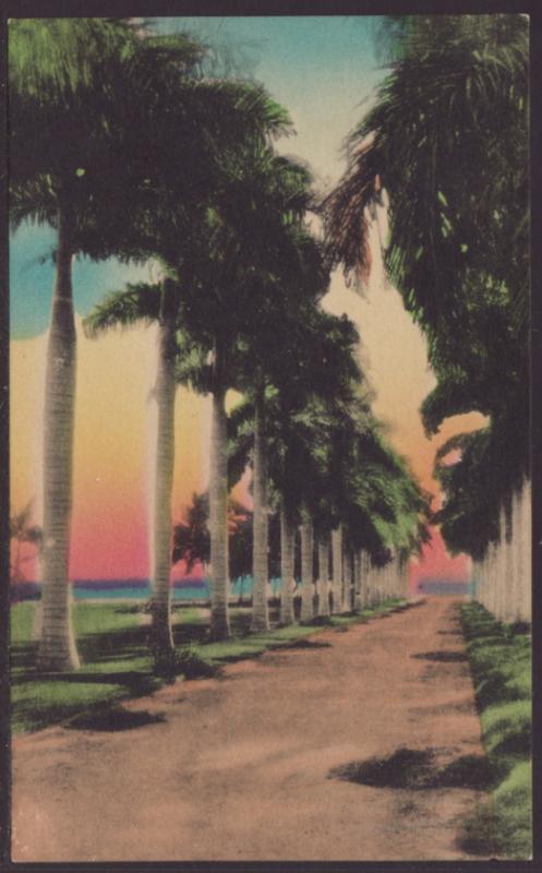 Royal Palms,Hand Tinted Postcard