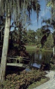 Azalea - Cypress Gardens, Florida FL