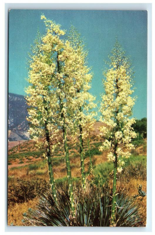 Postcard Yucca in Bloom - Candles of the Lord, desert C37