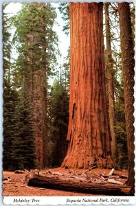 Postcard - McKinley Tree, Sequoia National Park - California